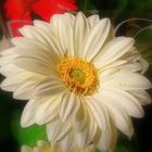 Gerbera