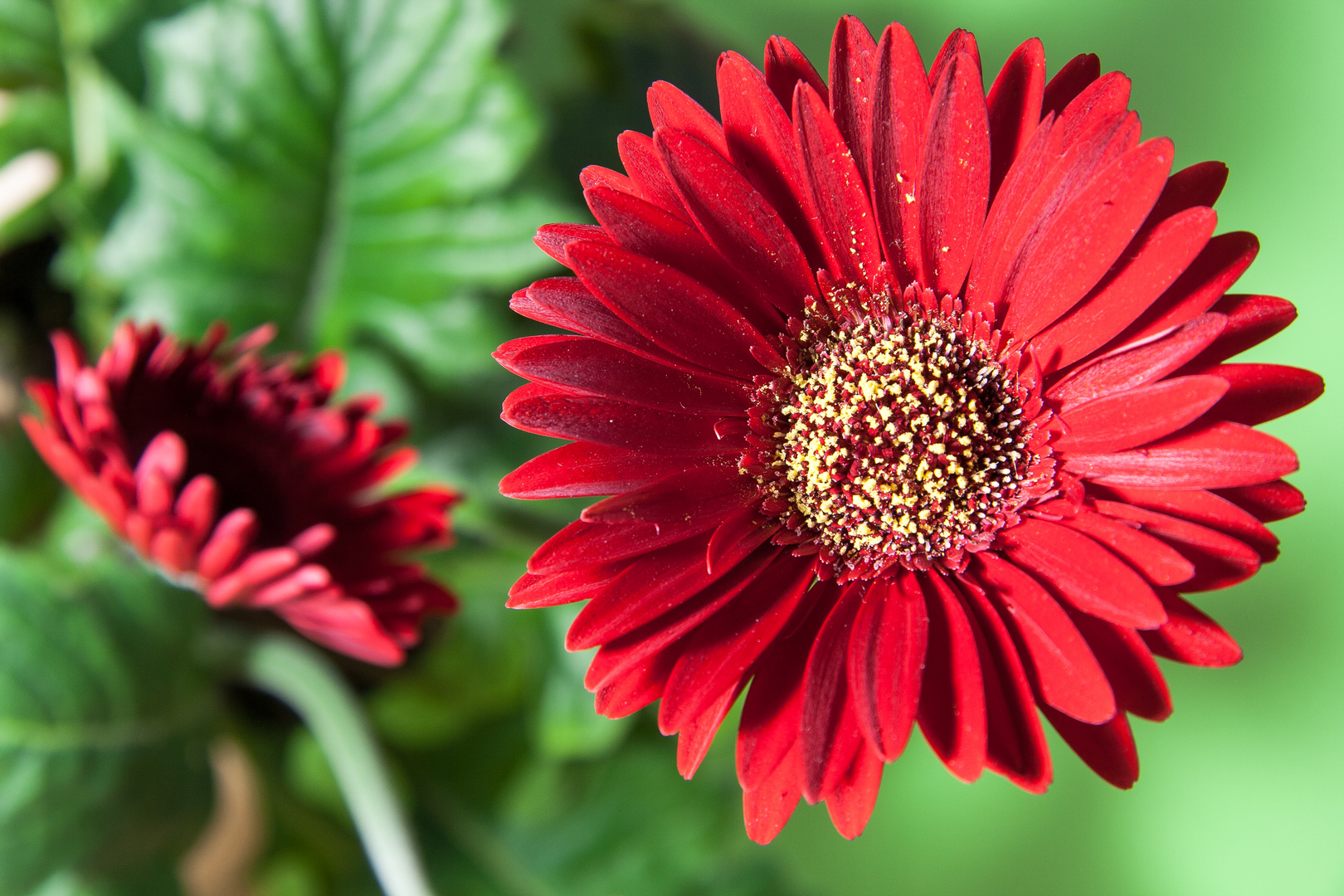 Gerbera