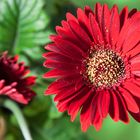 Gerbera