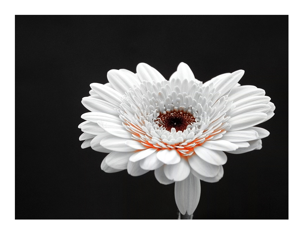 Gerbera