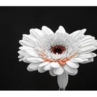 Gerbera