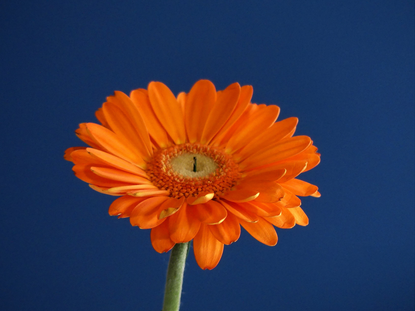 Gerbera