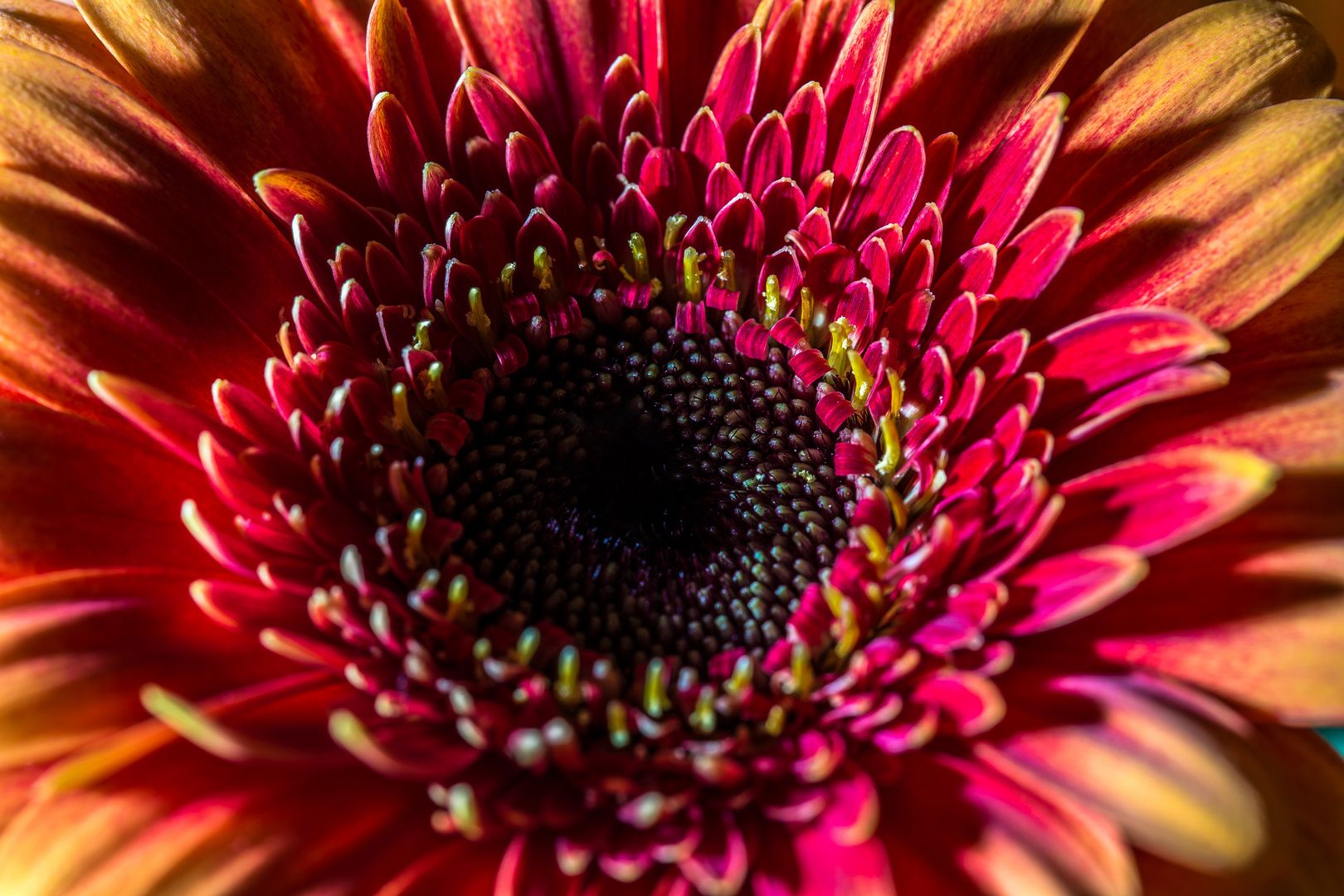 Gerbera