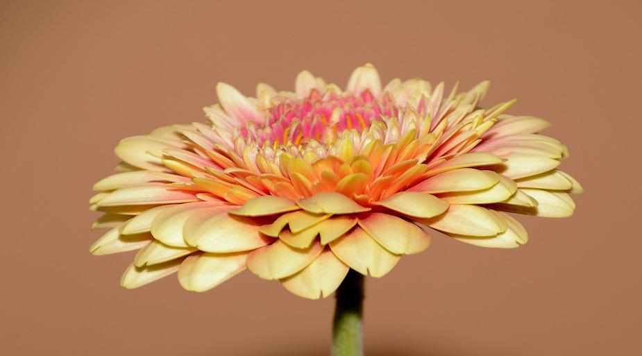 Gerbera