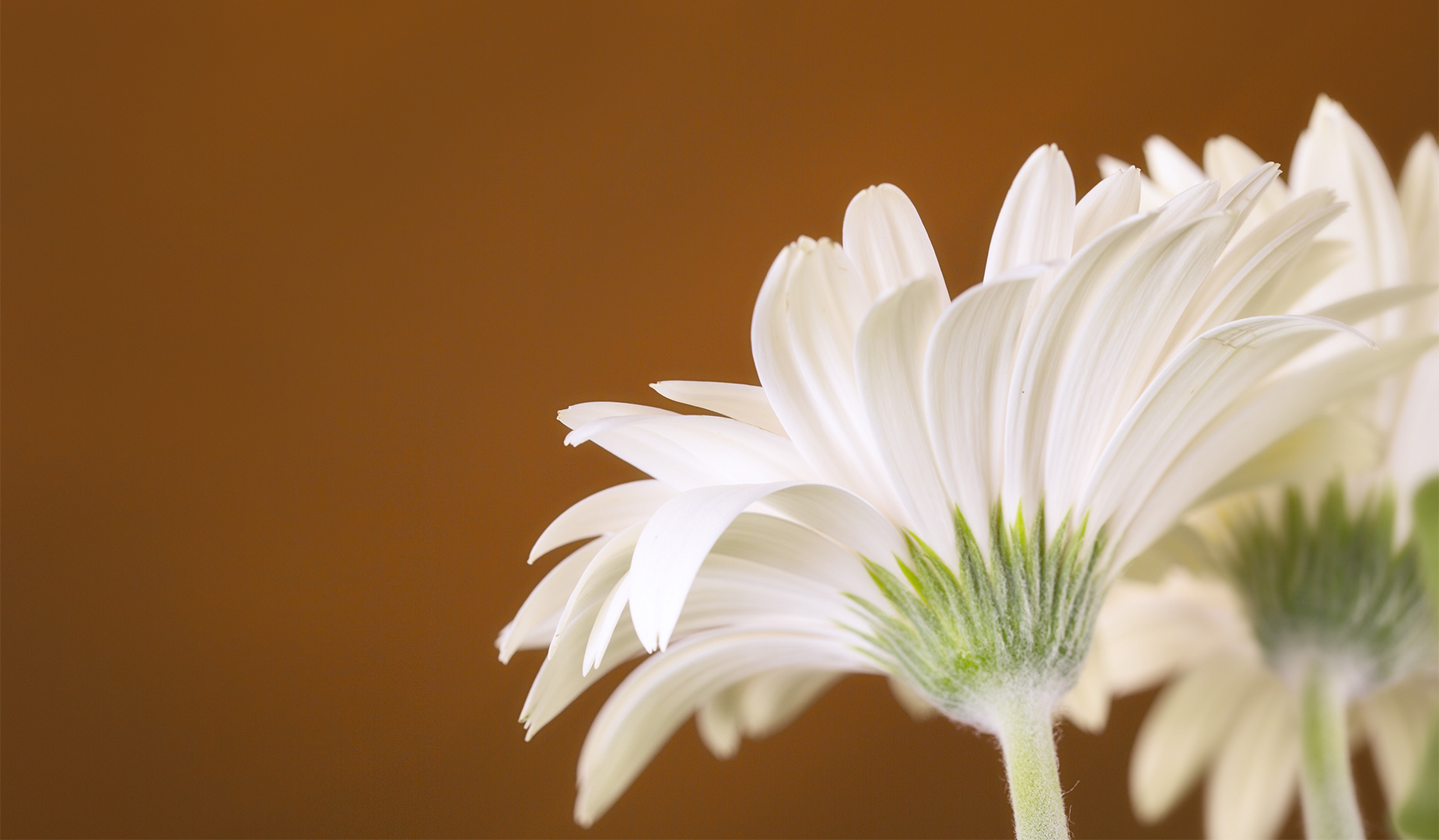 Gerbera