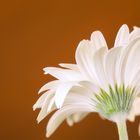 Gerbera