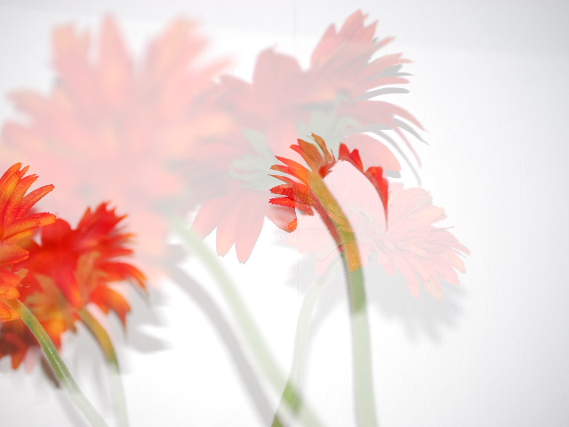 gerbera