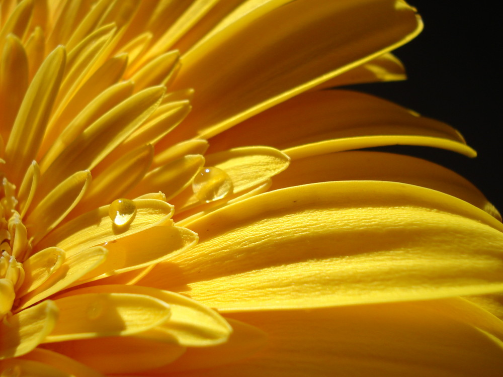 Gerbera