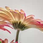 Gerbera