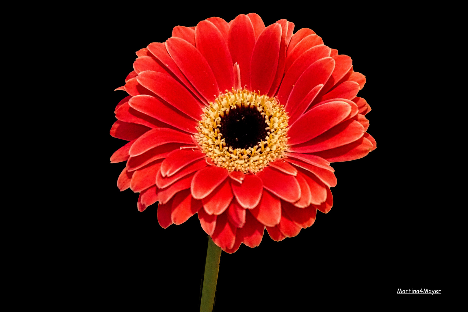 @Gerbera