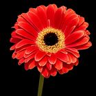 @Gerbera