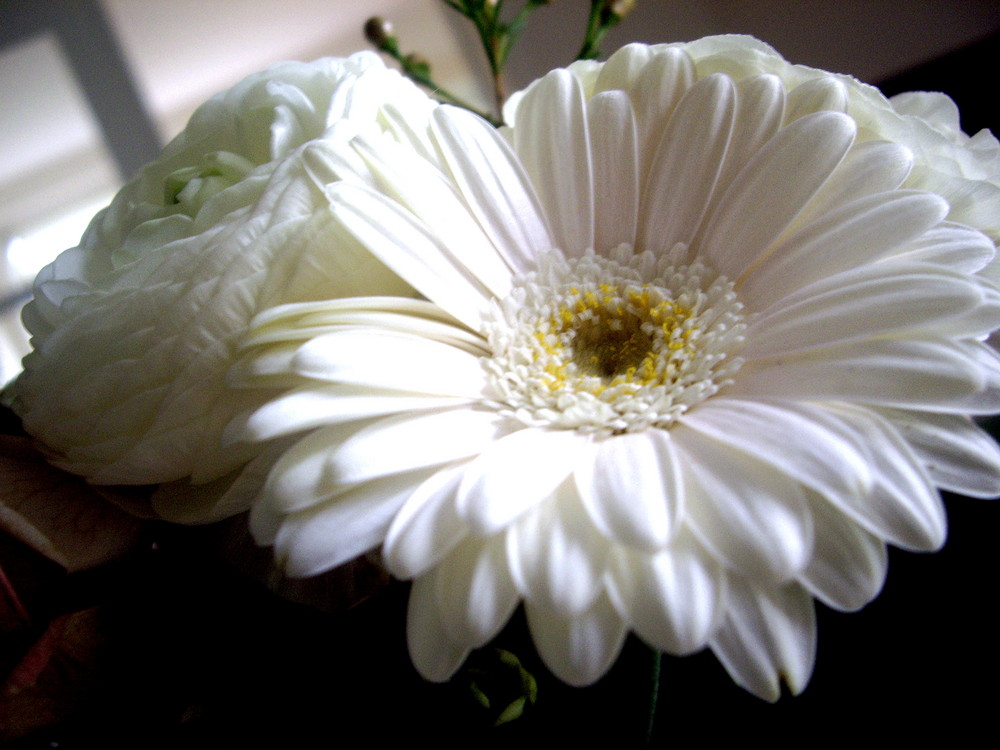 Gerbera