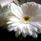 Gerbera