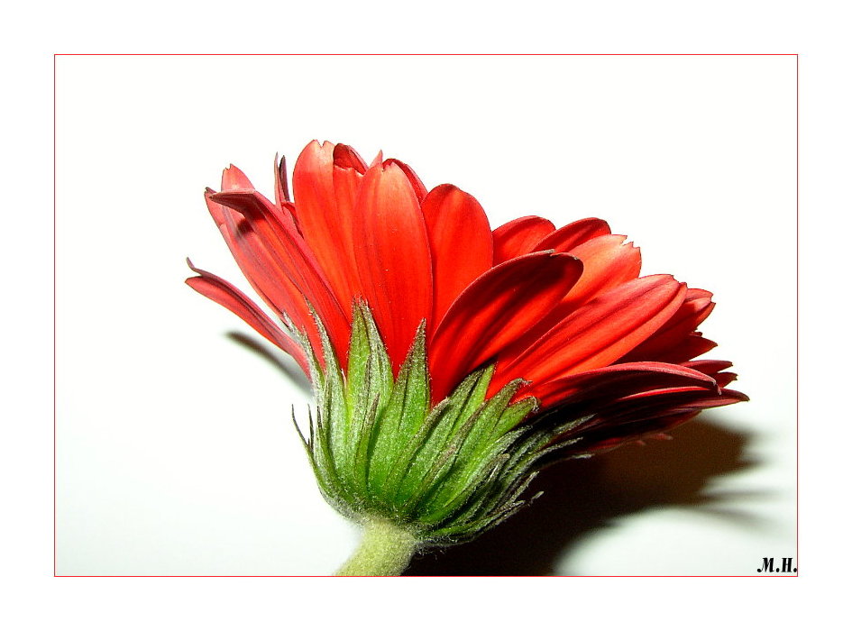 Gerbera