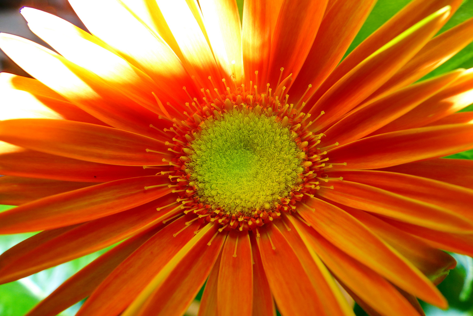 Gerbera....