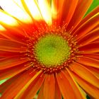 Gerbera....