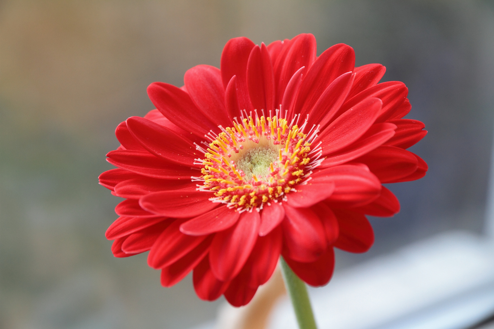 Gerbera