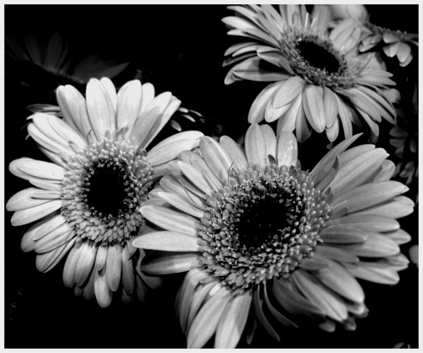 Gerbera