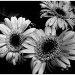 Gerbera