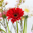 Gerbera