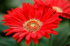 Gerbera