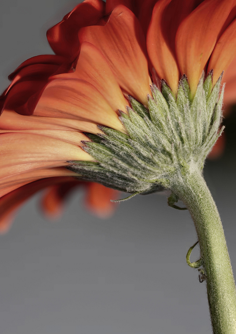 Gerbera