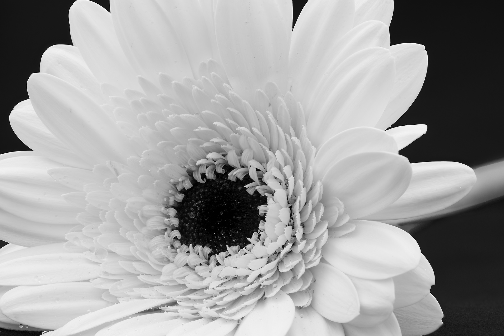 Gerbera