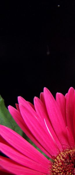 Gerbera