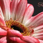 Gerbera