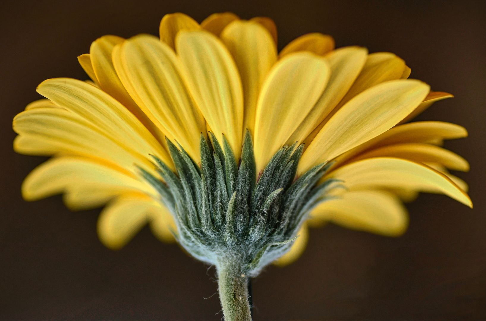 Gerbera, einfach mal von hinten