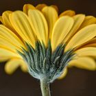 Gerbera, einfach mal von hinten