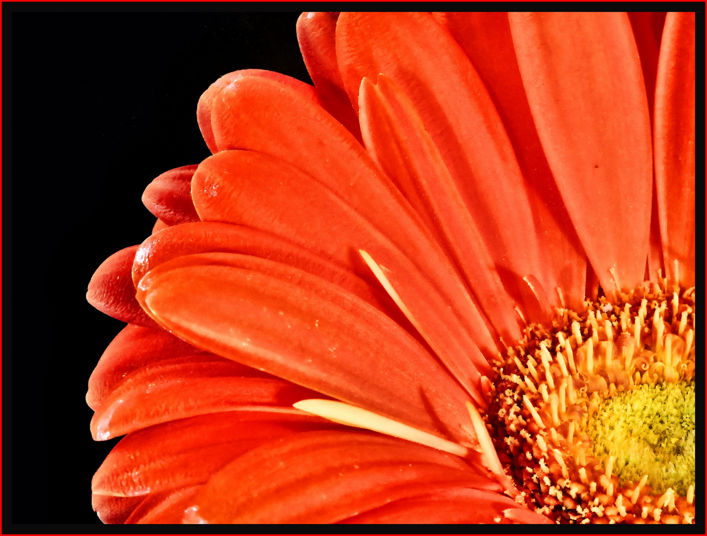 Gerbera, einfach so...