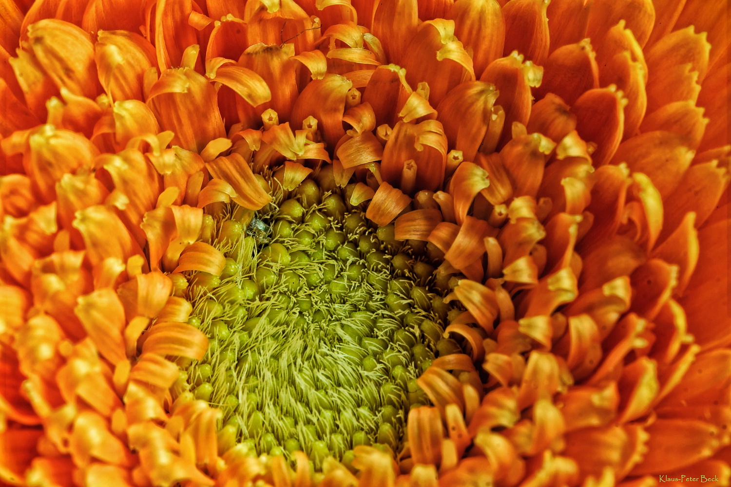 Gerbera einmal aus der Nähe.....