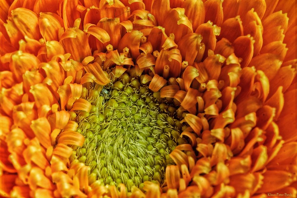 Gerbera einmal aus der Nähe.....