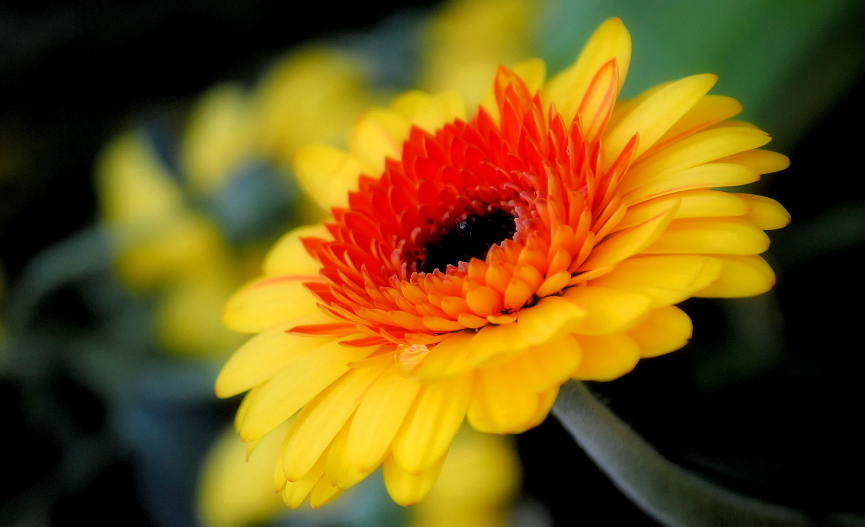 Gerbera einmal glamourös.....