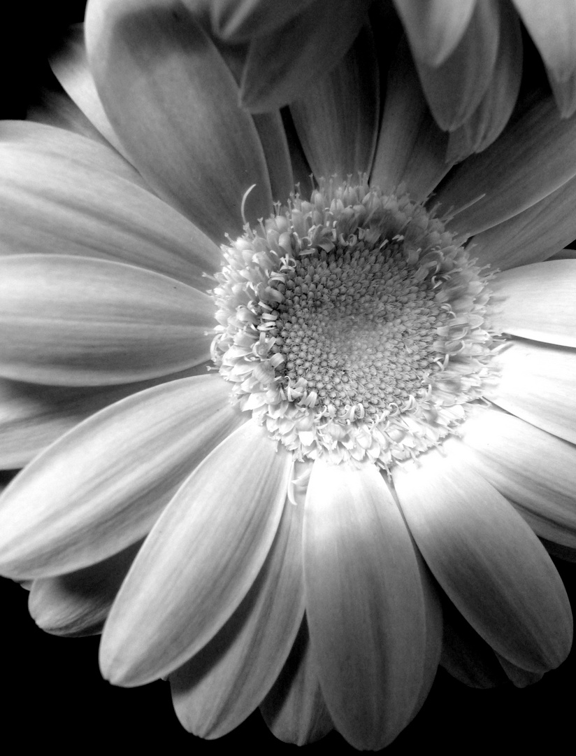 Gerbera en noir et blanc