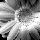 Gerbera en noir et blanc