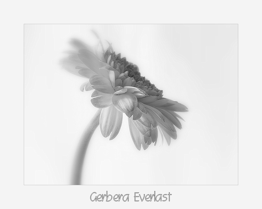 Gerbera Everlast