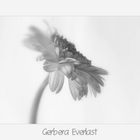 Gerbera Everlast