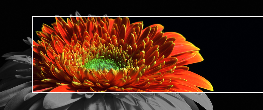 Gerbera Experimente mit HDR