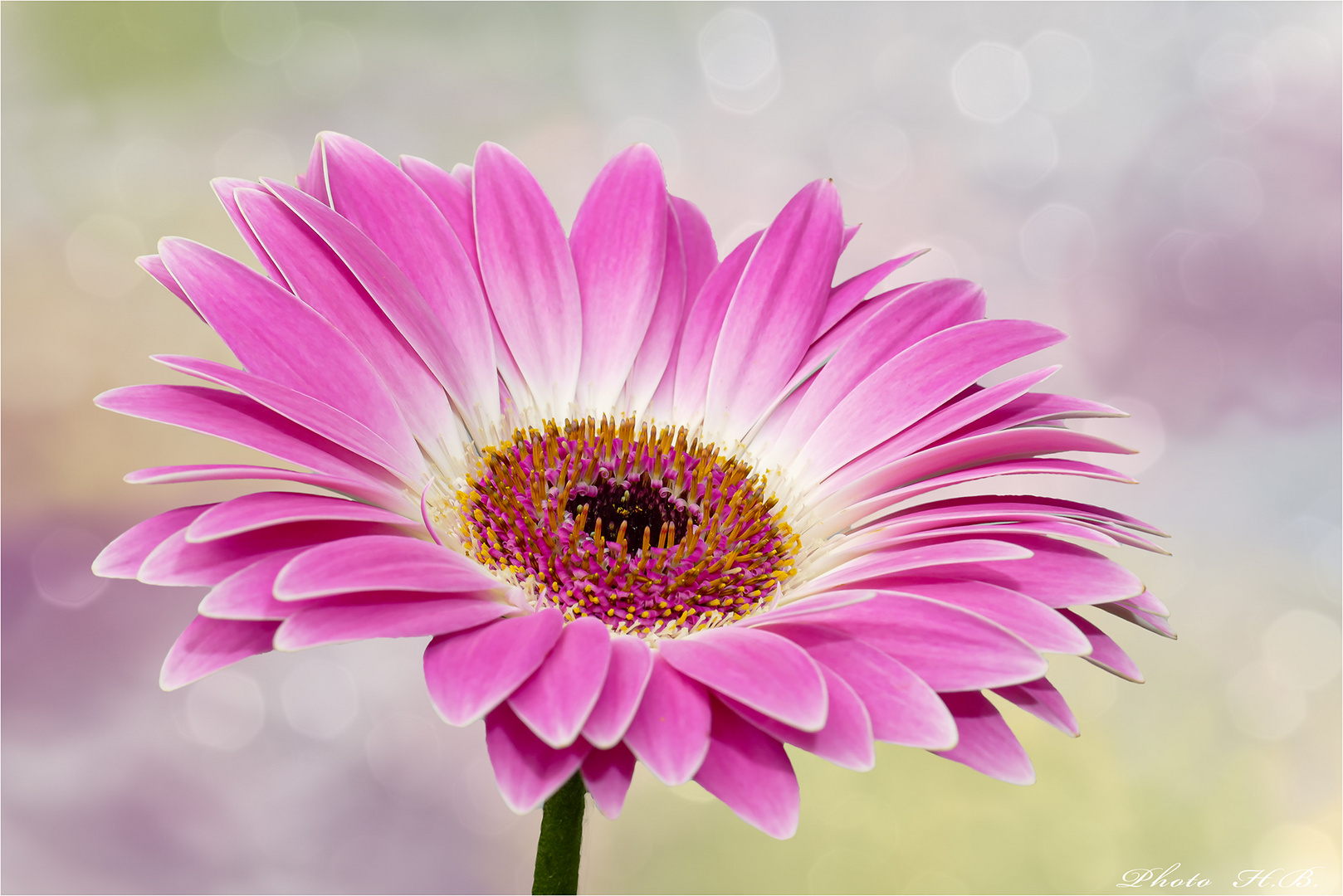 GERBERA Foto & Bild | natur, composing, digiart Bilder auf fotocommunity