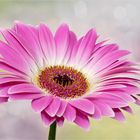 GERBERA