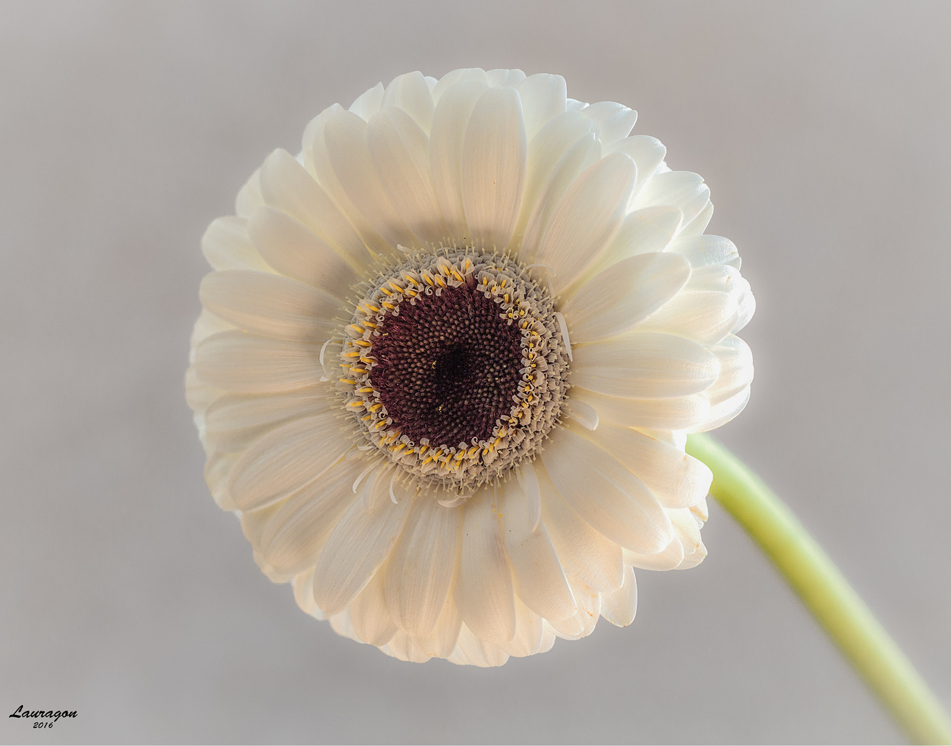 Gerbera