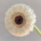 Gerbera