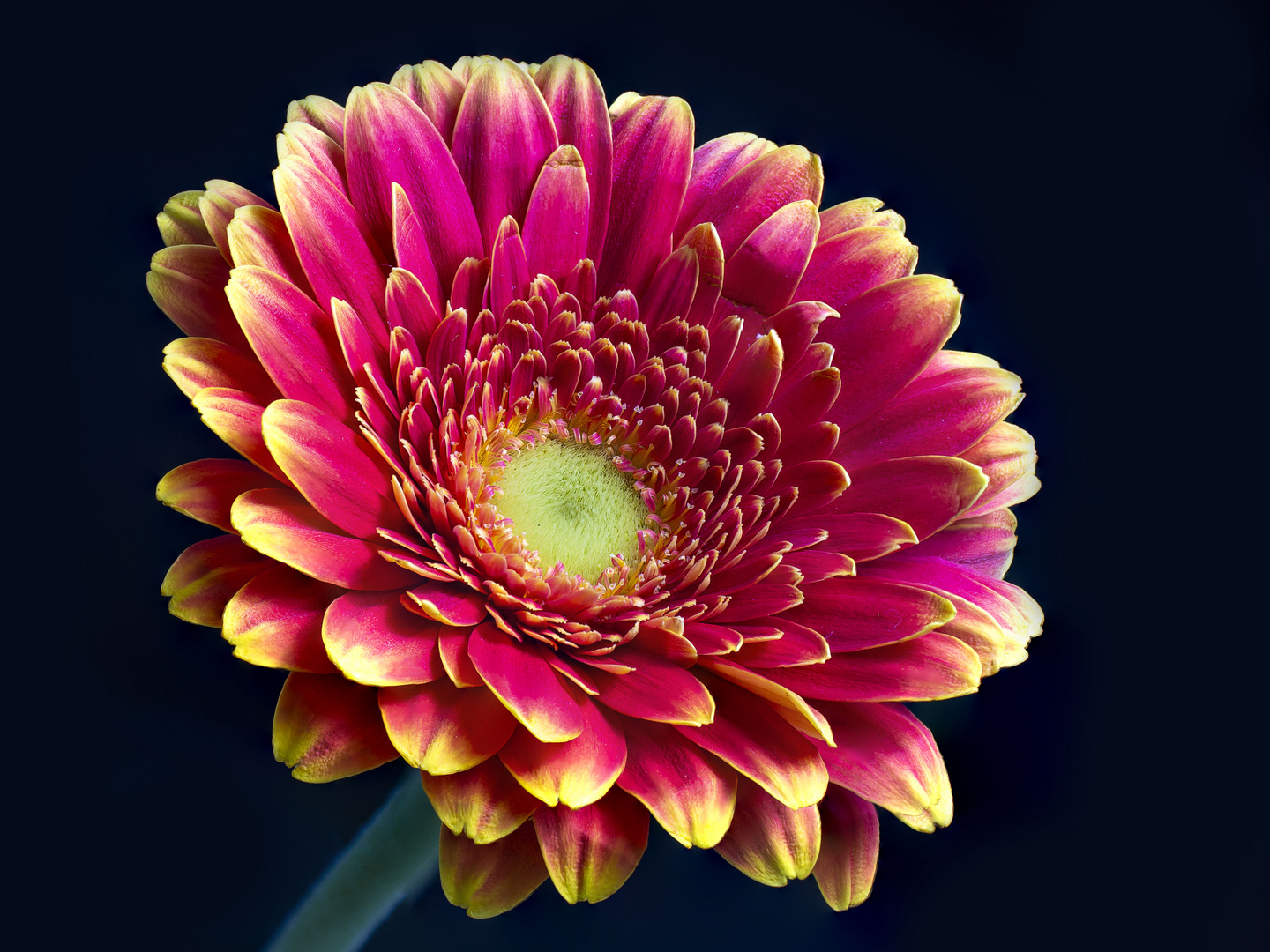 Gerbera