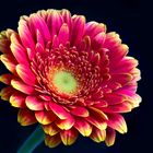 Gerbera