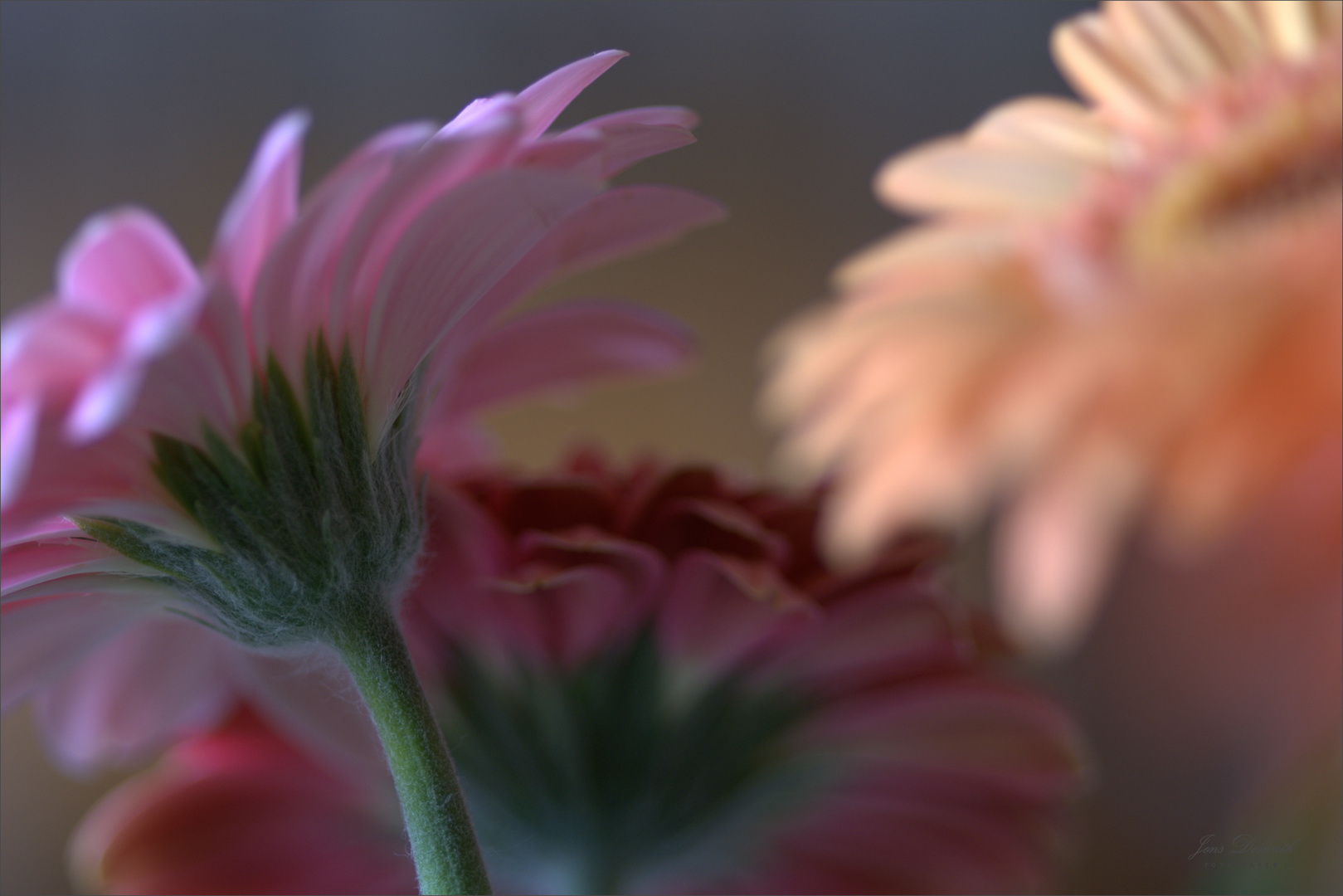 Gerbera  