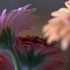 Gerbera  