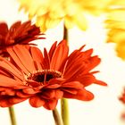 Gerbera