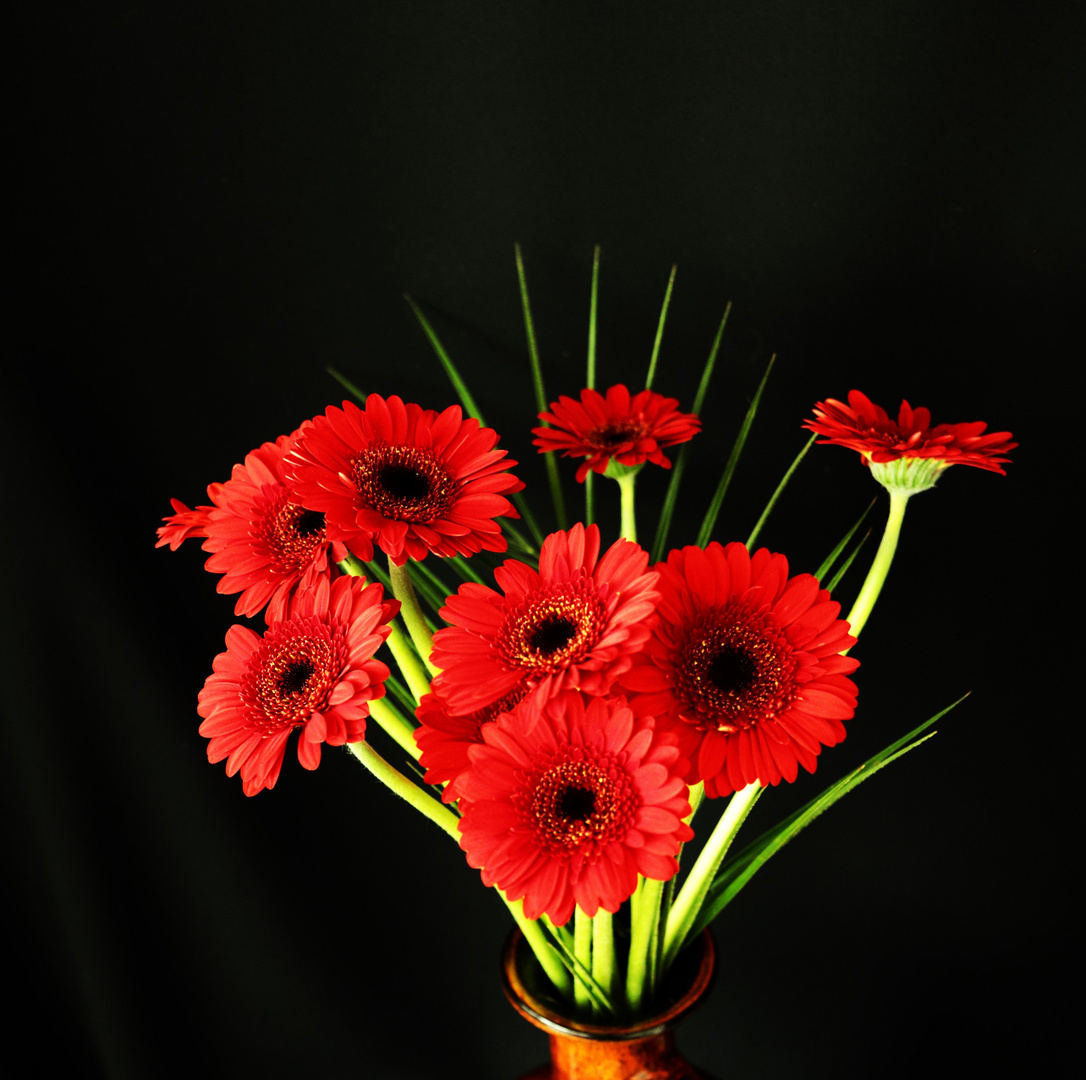 Gerbera